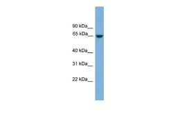 MCMDC2 Rabbit anti-Human, Polyclonal, Novus Biologicals 0.1 mL | Buy Online | Novus Biologicals | Fisher Scientific